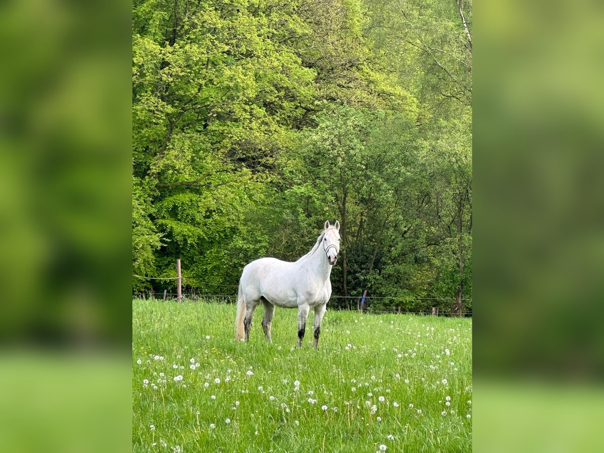 Caballo de Wurtemberg Caballo castrado 16 años 168 cm Tordo in Wuppertal