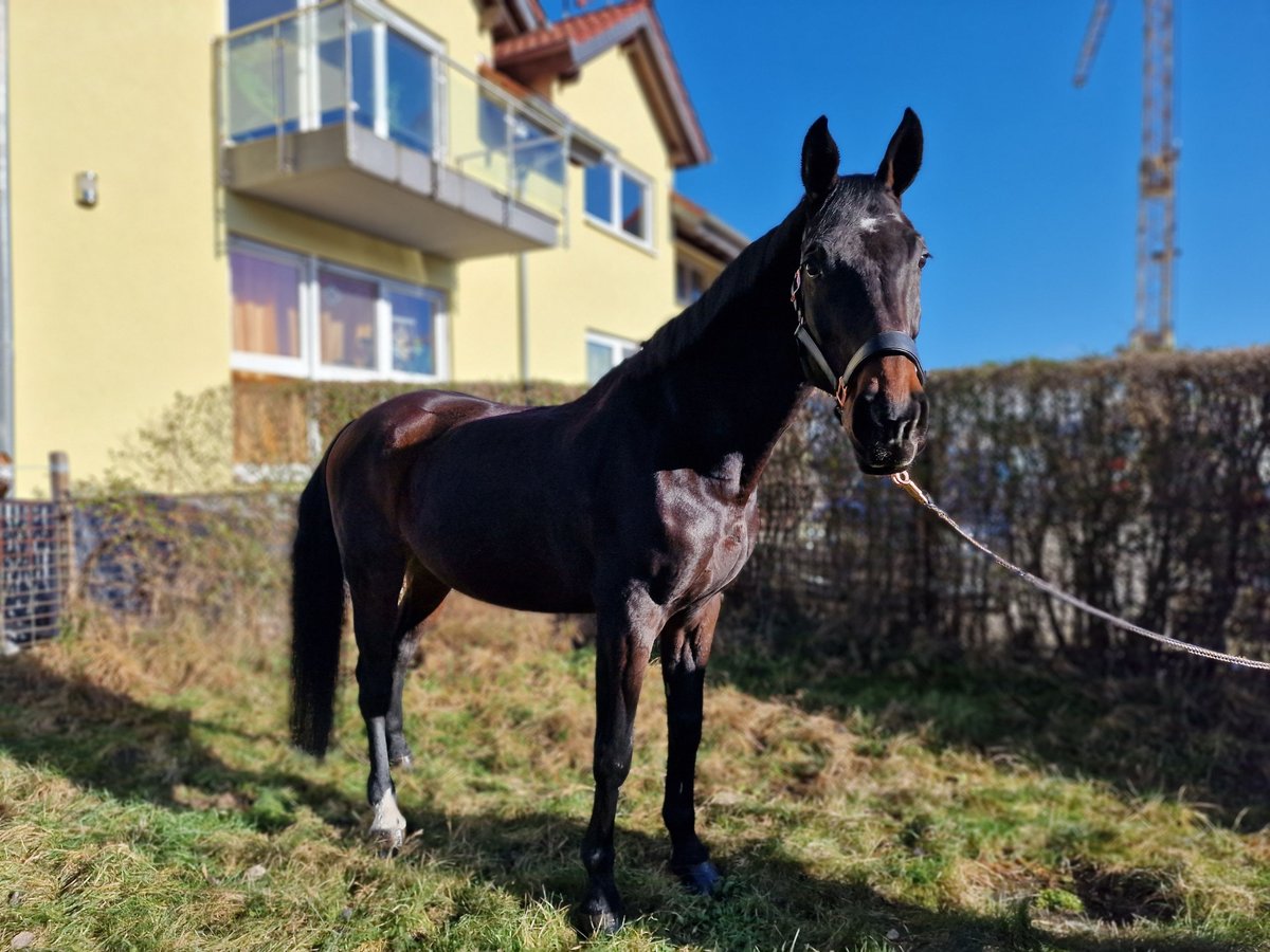 Caballo de Wurtemberg Caballo castrado 18 años 173 cm Castaño in Lorsch