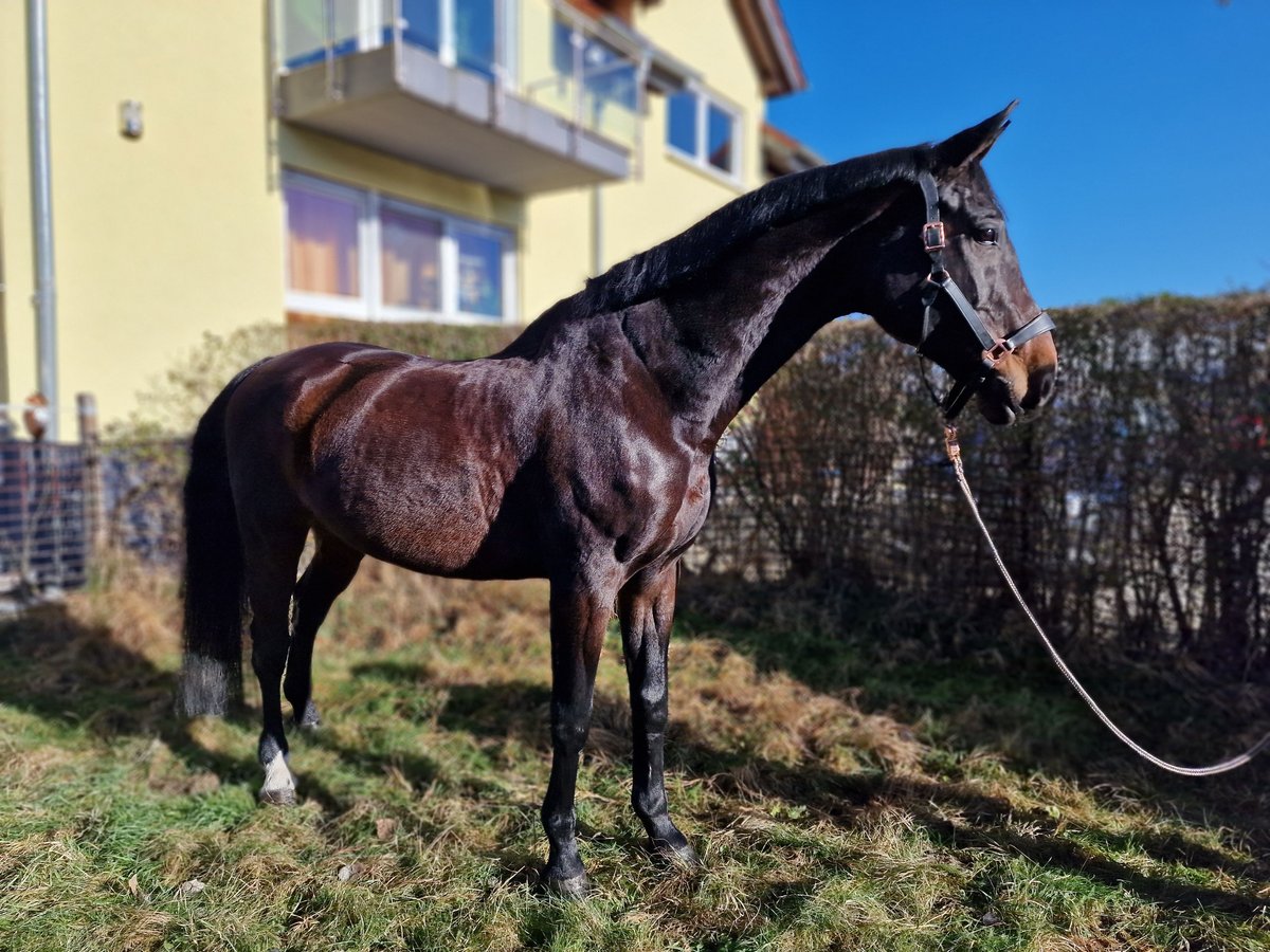 Caballo de Wurtemberg Caballo castrado 19 años 173 cm Castaño in Lorsch