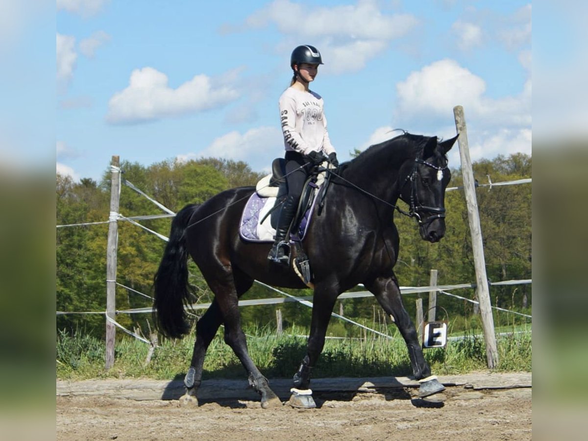 Caballo de Wurtemberg Caballo castrado 22 años Negro in Gemmrigheim