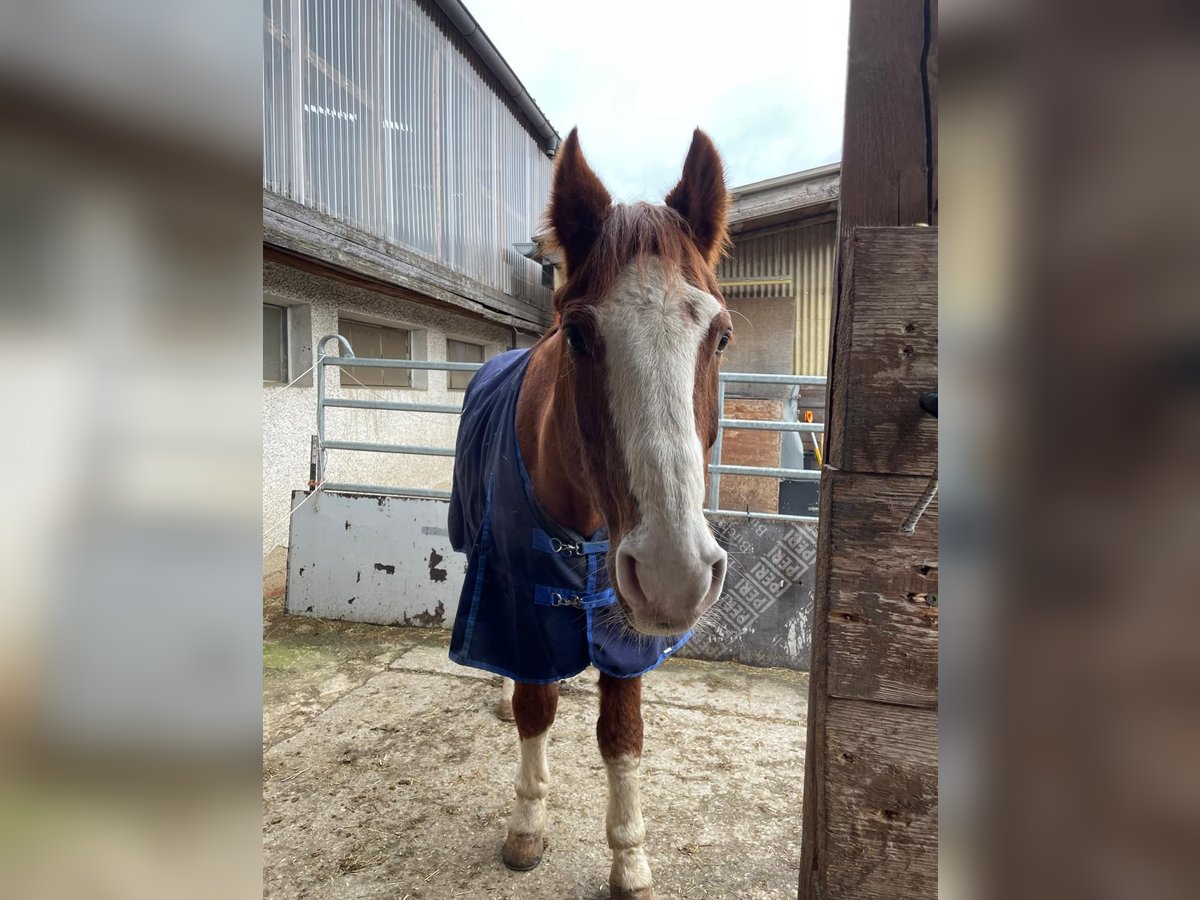 Caballo de Wurtemberg Caballo castrado 23 años 166 cm Alazán in Elchingen