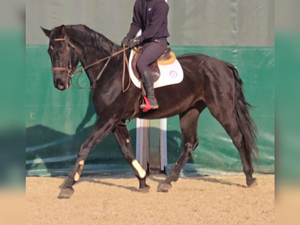 Caballo de Wurtemberg Caballo castrado 3 años 170 cm Morcillo in Schwäbisch Gmünd