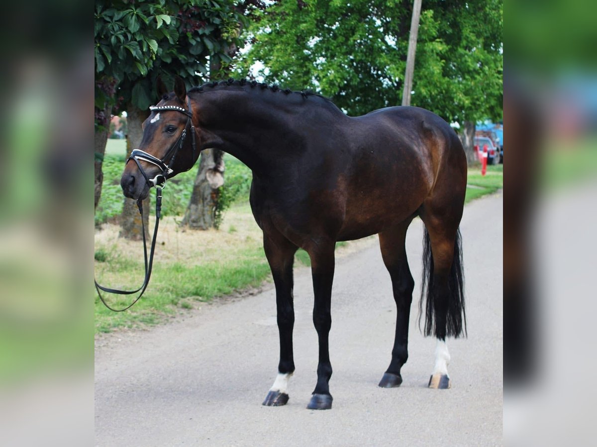 Caballo de Wurtemberg Caballo castrado 5 años 166 cm Castaño oscuro in Gyula Caballo de Wurtemberg Caballo castrado 5 años 166 cm Castaño oscuro in Gyula