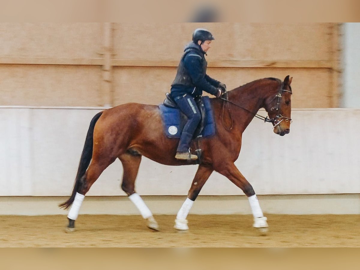 Caballo de Wurtemberg Caballo castrado 6 años 175 cm Castaño in Rot an der Rot