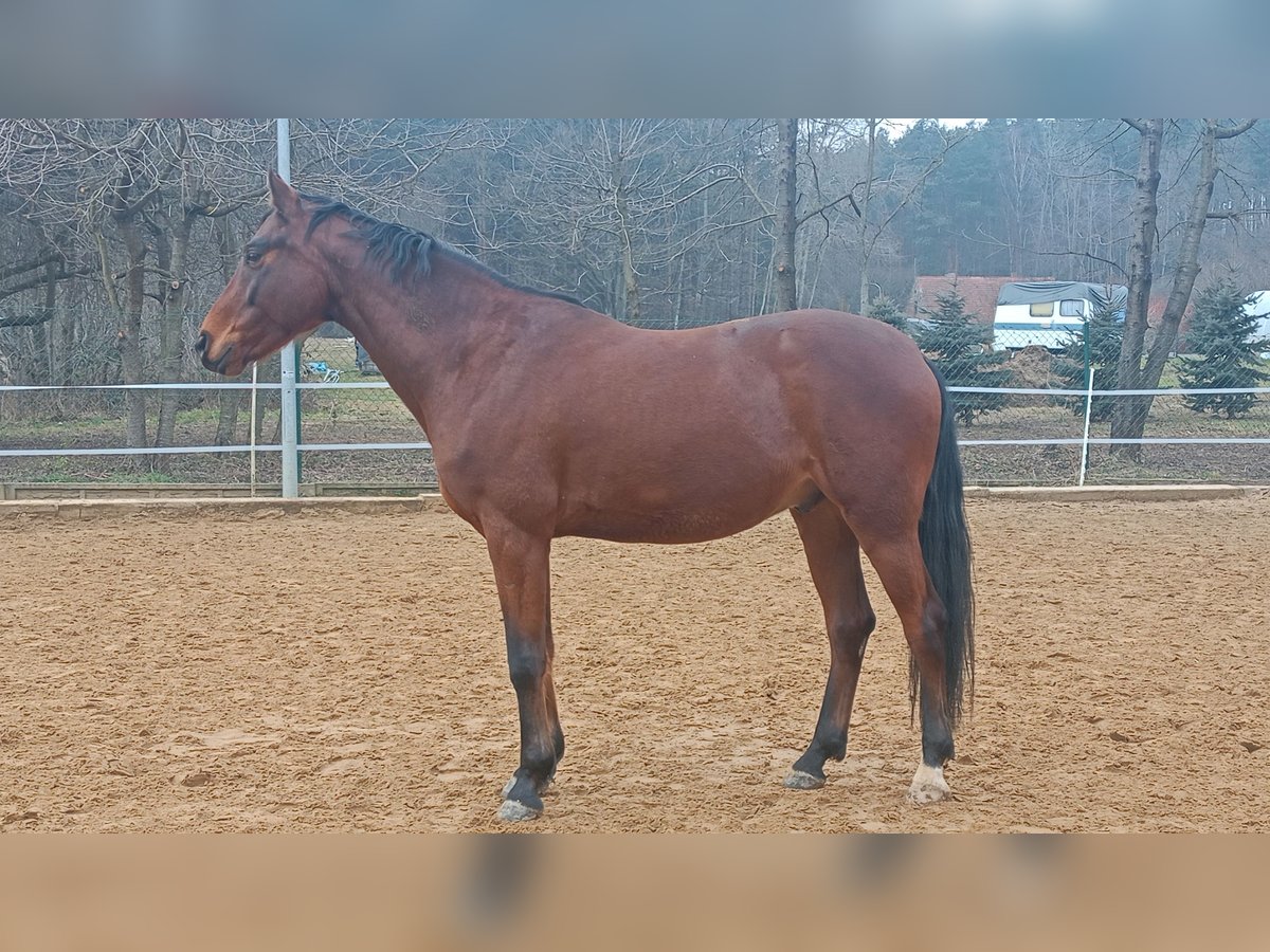 Caballo de Wurtemberg Caballo castrado 7 años 168 cm Castaño oscuro in Lubin