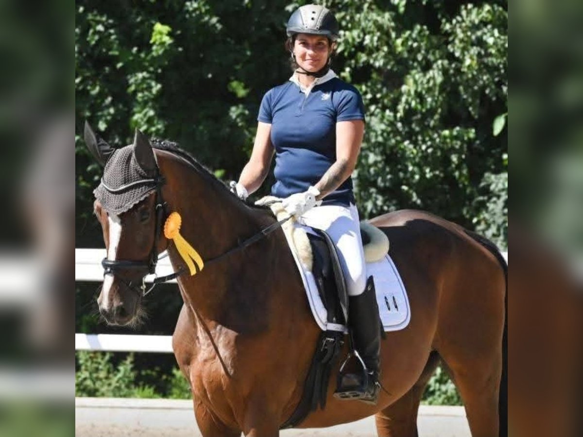 Caballo de Wurtemberg Caballo castrado 7 años 172 cm Castaño in Emmendingen