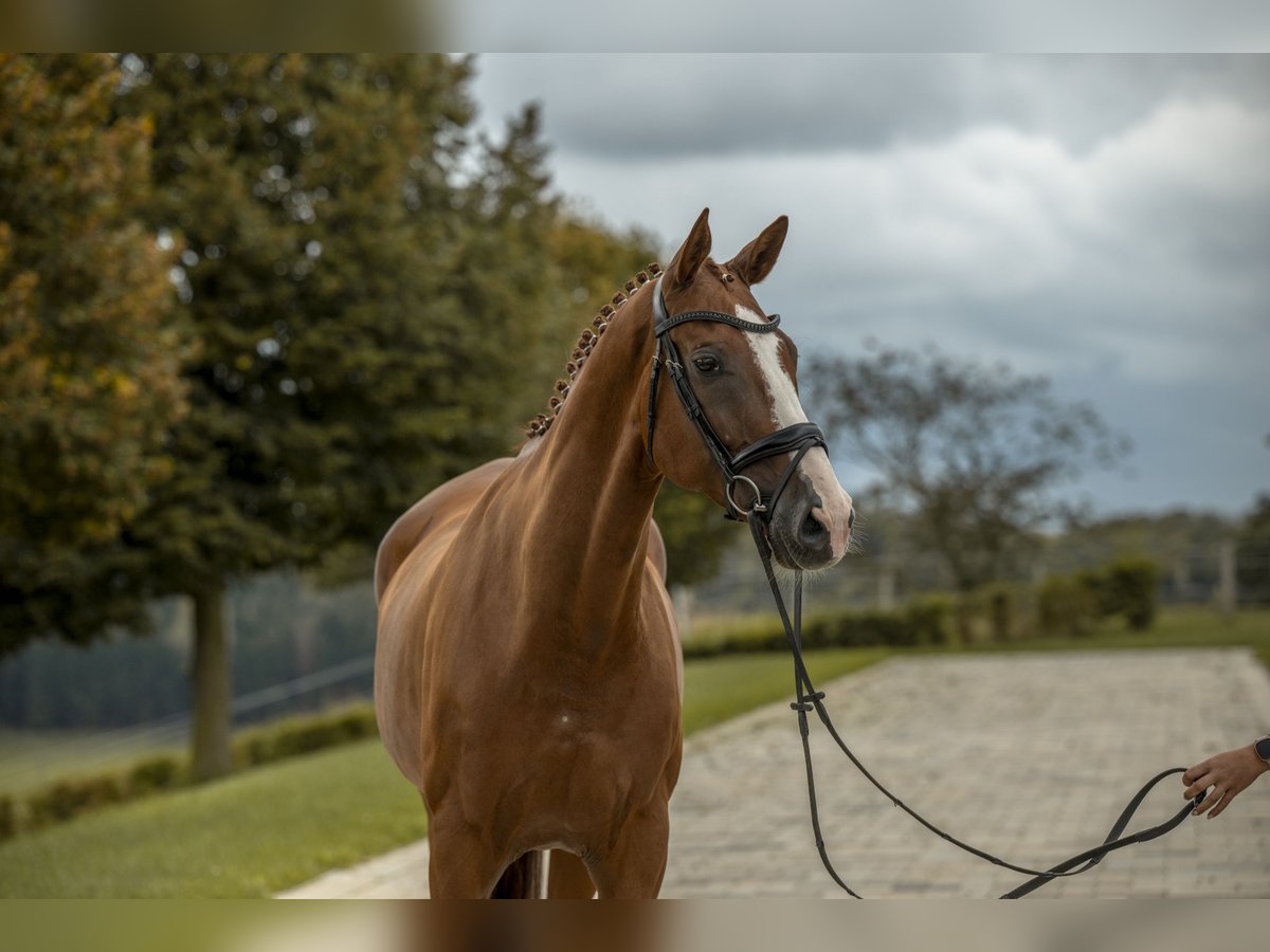 Caballo de Wurtemberg Caballo castrado 8 años 174 cm Alazán in Allmendingen