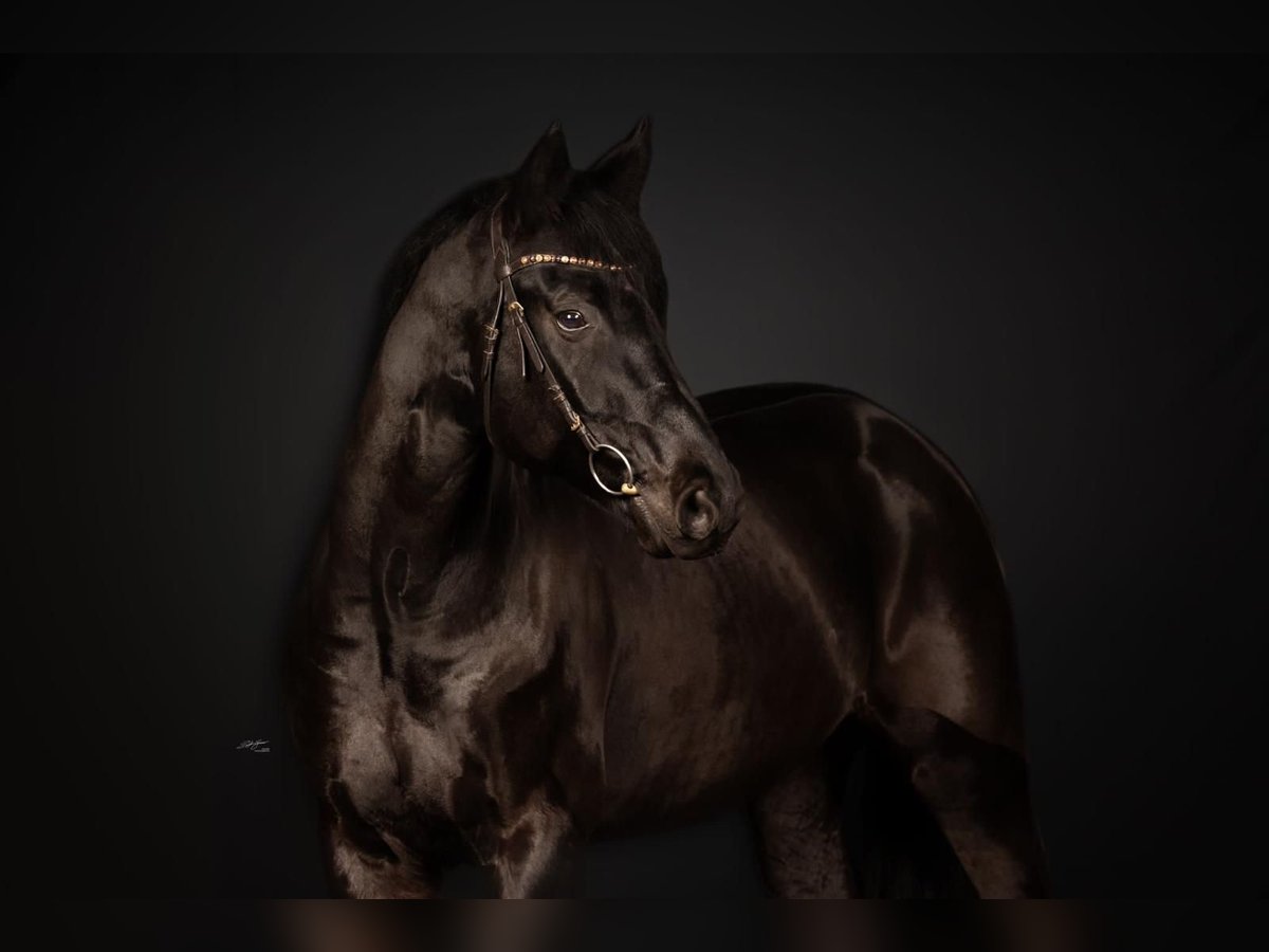 Caballo de Wurtemberg Caballo castrado 9 años 174 cm Negro in Horrenberg