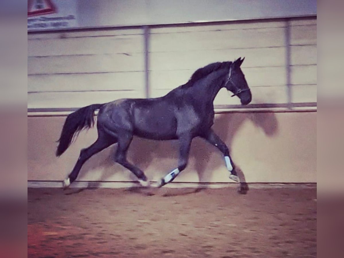 Caballo de Wurtemberg Semental 13 años 180 cm Negro in Rottweil