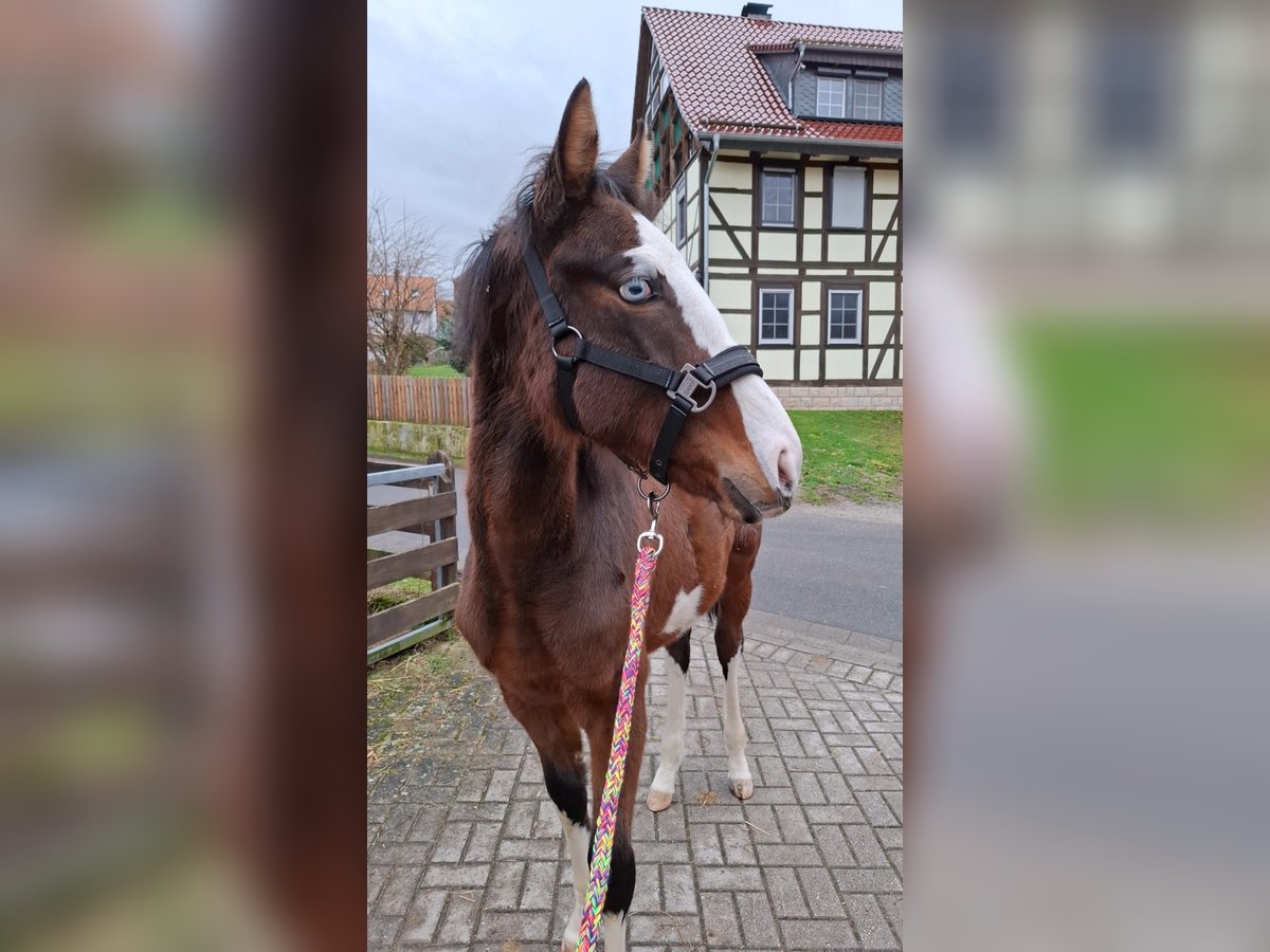 Caballo de Wurtemberg Mestizo Semental 1 año 147 cm Castaño in Bad Gandersheim