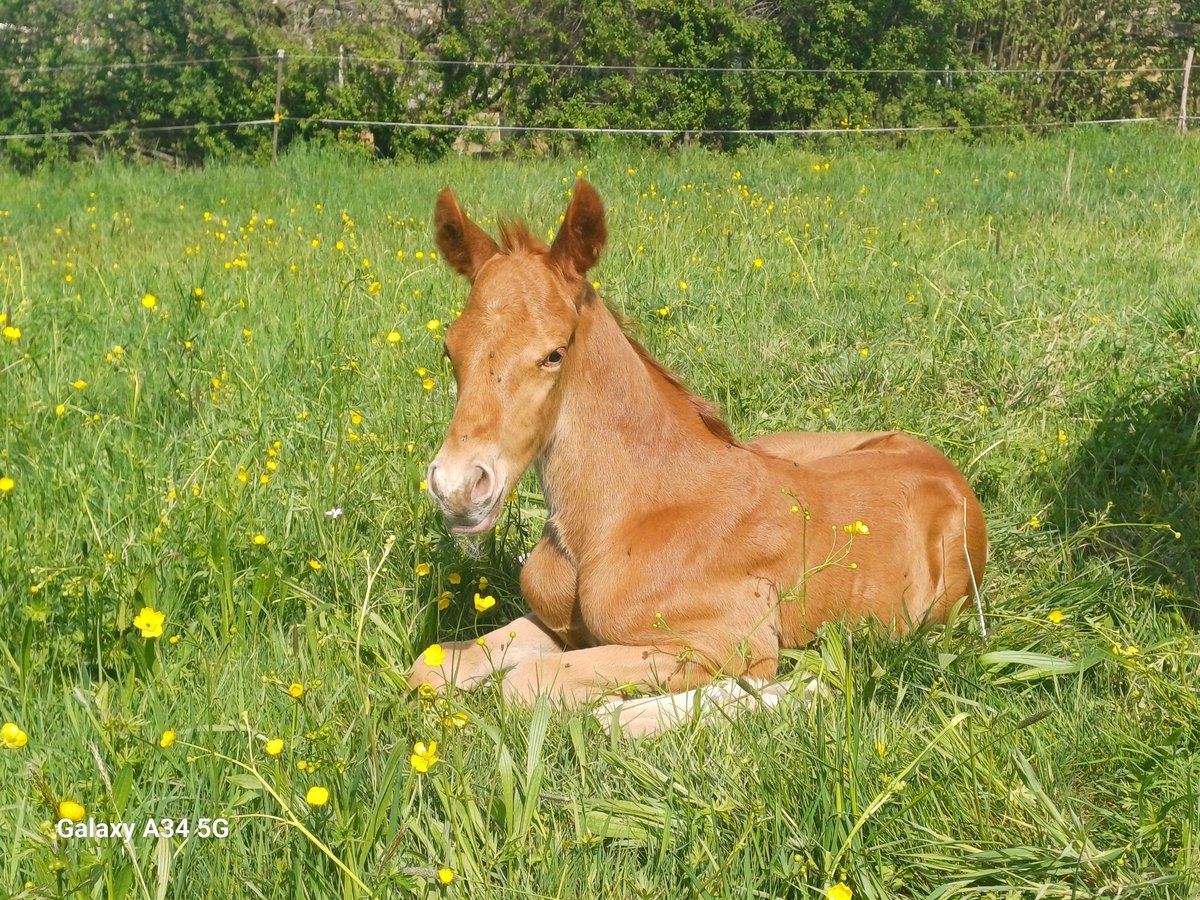 Caballo de Wurtemberg Semental  Alazán in Ebersbach an der Fils