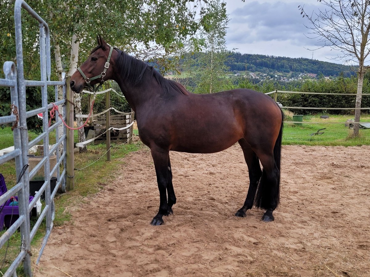 Caballo de Wurtemberg Yegua 13 años 165 cm Castaño in Abtsgmünd