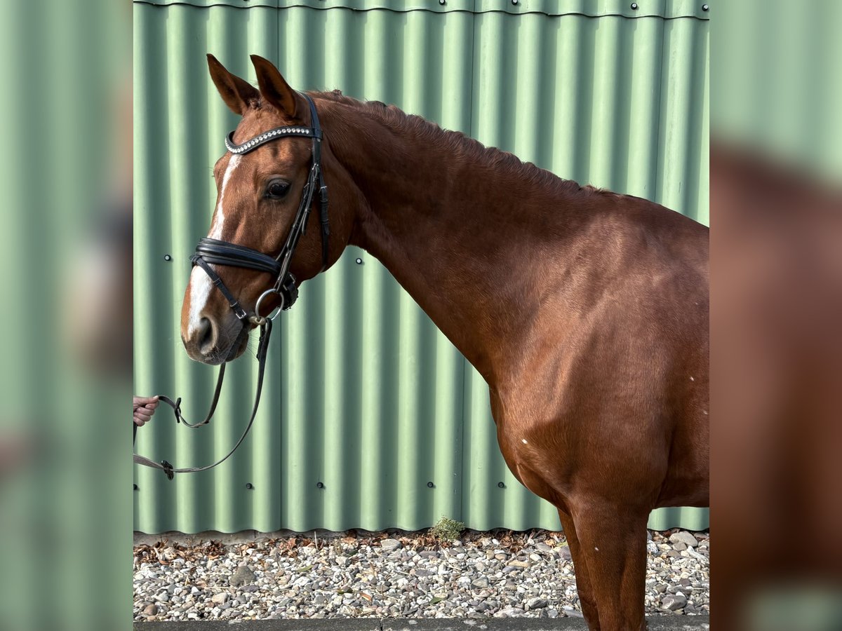 Caballo de Wurtemberg Yegua 13 años 168 cm Alazán in Niederkassel