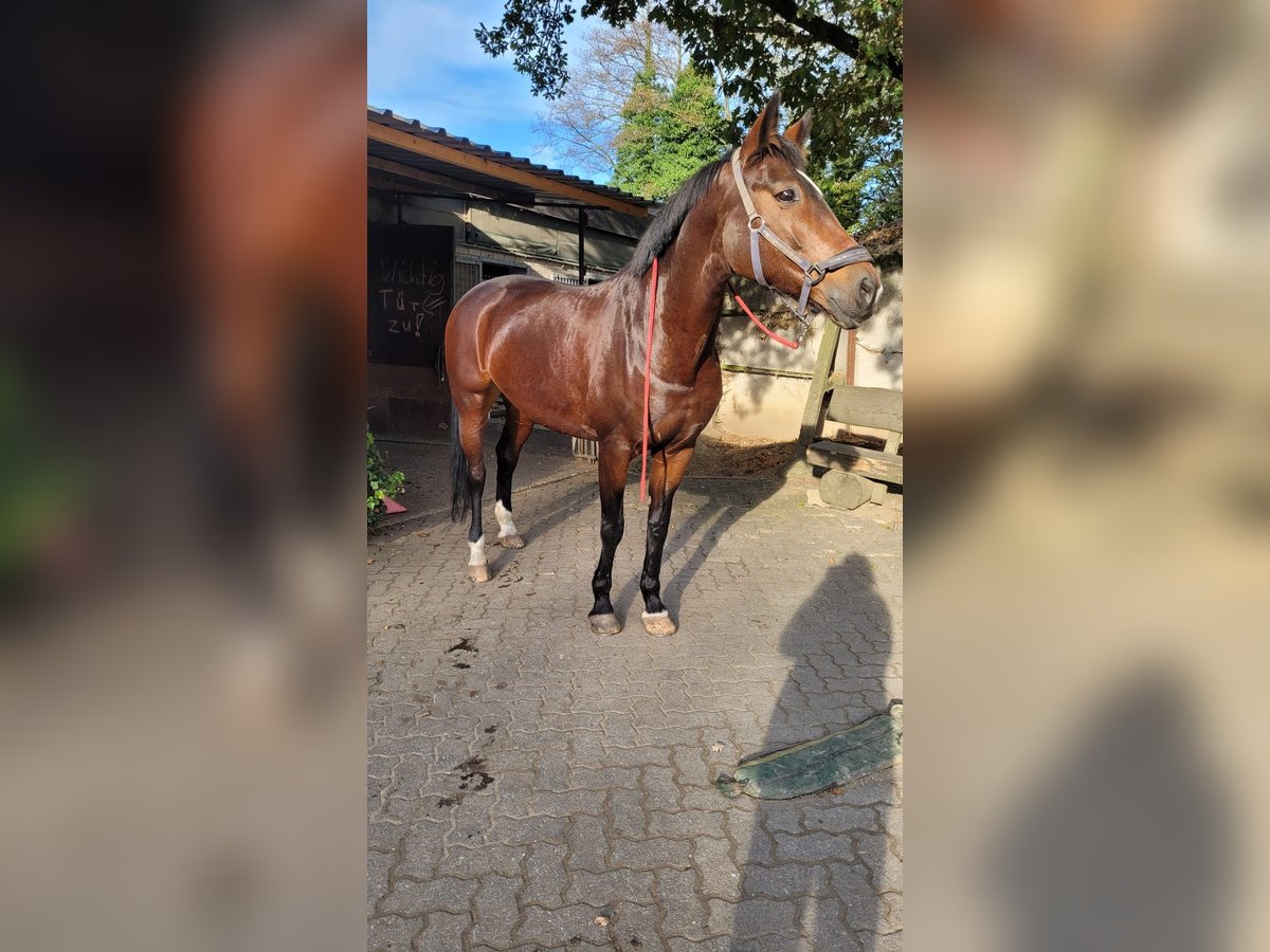 Caballo de Wurtemberg Yegua 13 años 168 cm Morcillo in Gelsenkirchen