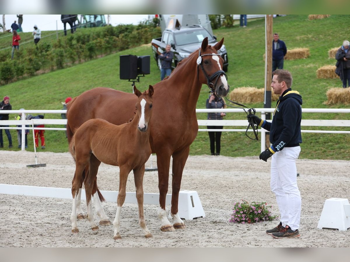 Caballo de Wurtemberg Yegua 15 años 173 cm Alazán in G&#xF6;ggingen
