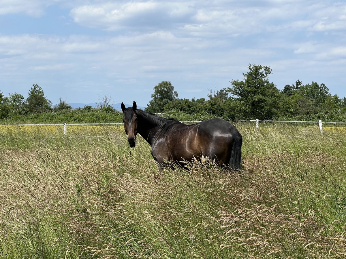 Caballo de Wurtemberg Yegua 16 años 168 cm Castaño oscuro in Erzhausen