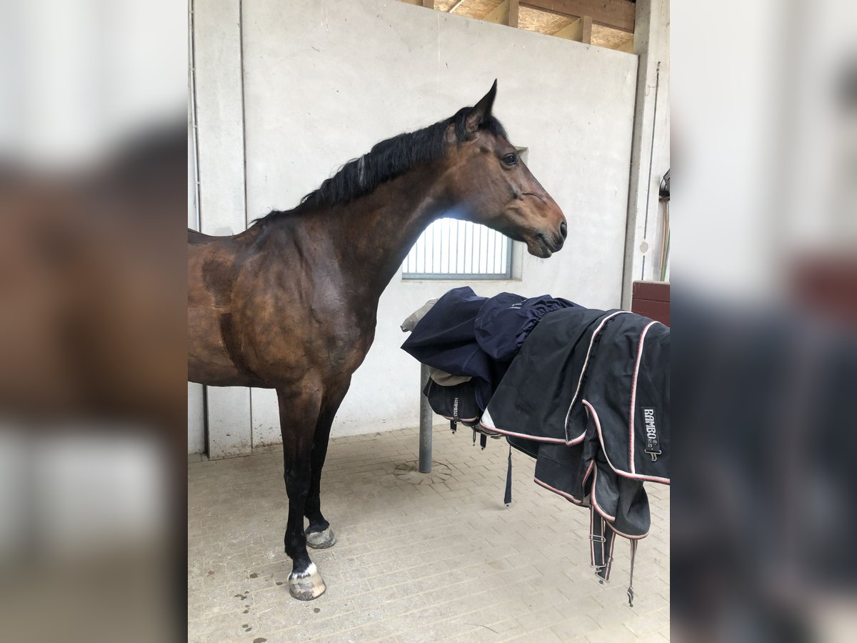 Caballo de Wurtemberg Yegua 16 años 169 cm Castaño in Drensteinfurt