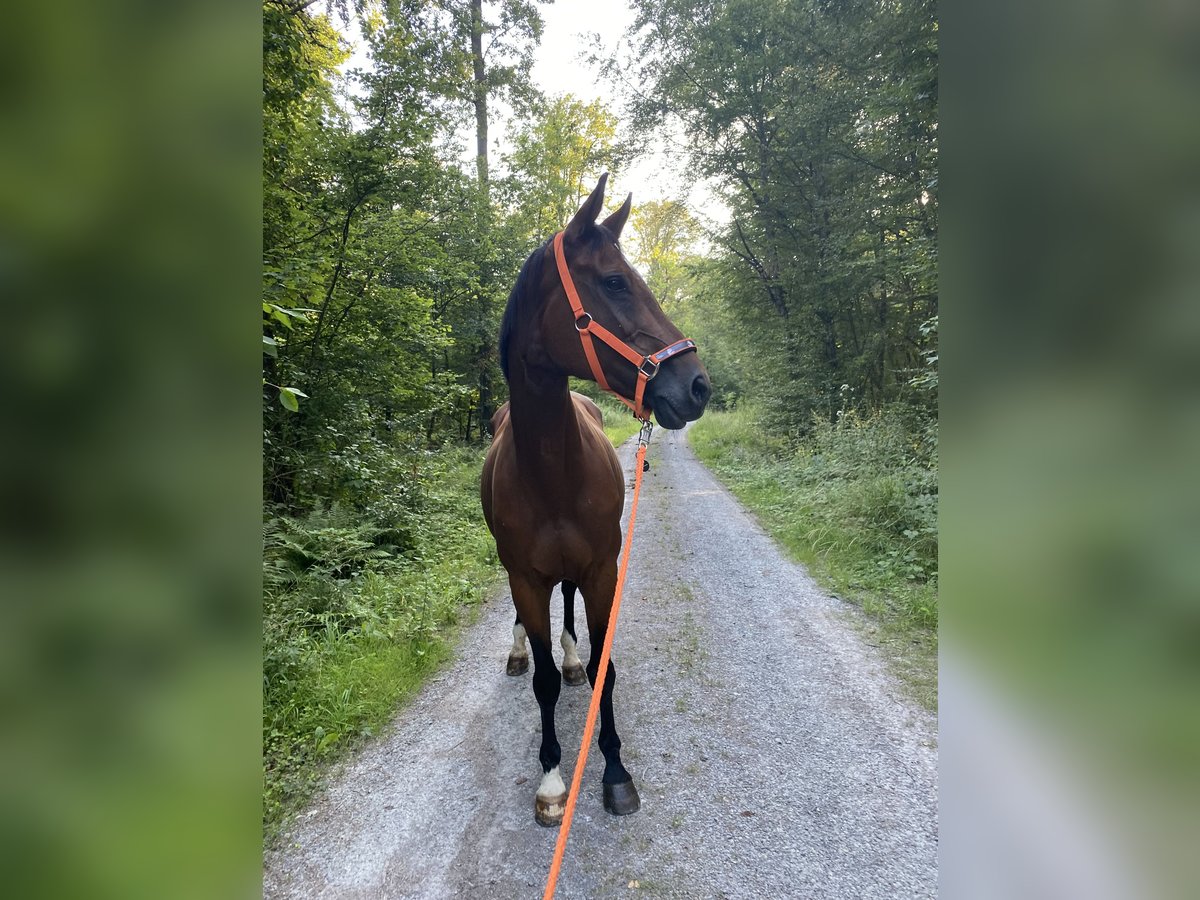 Caballo de Wurtemberg Yegua 17 años 163 cm Castaño in Dörzbach