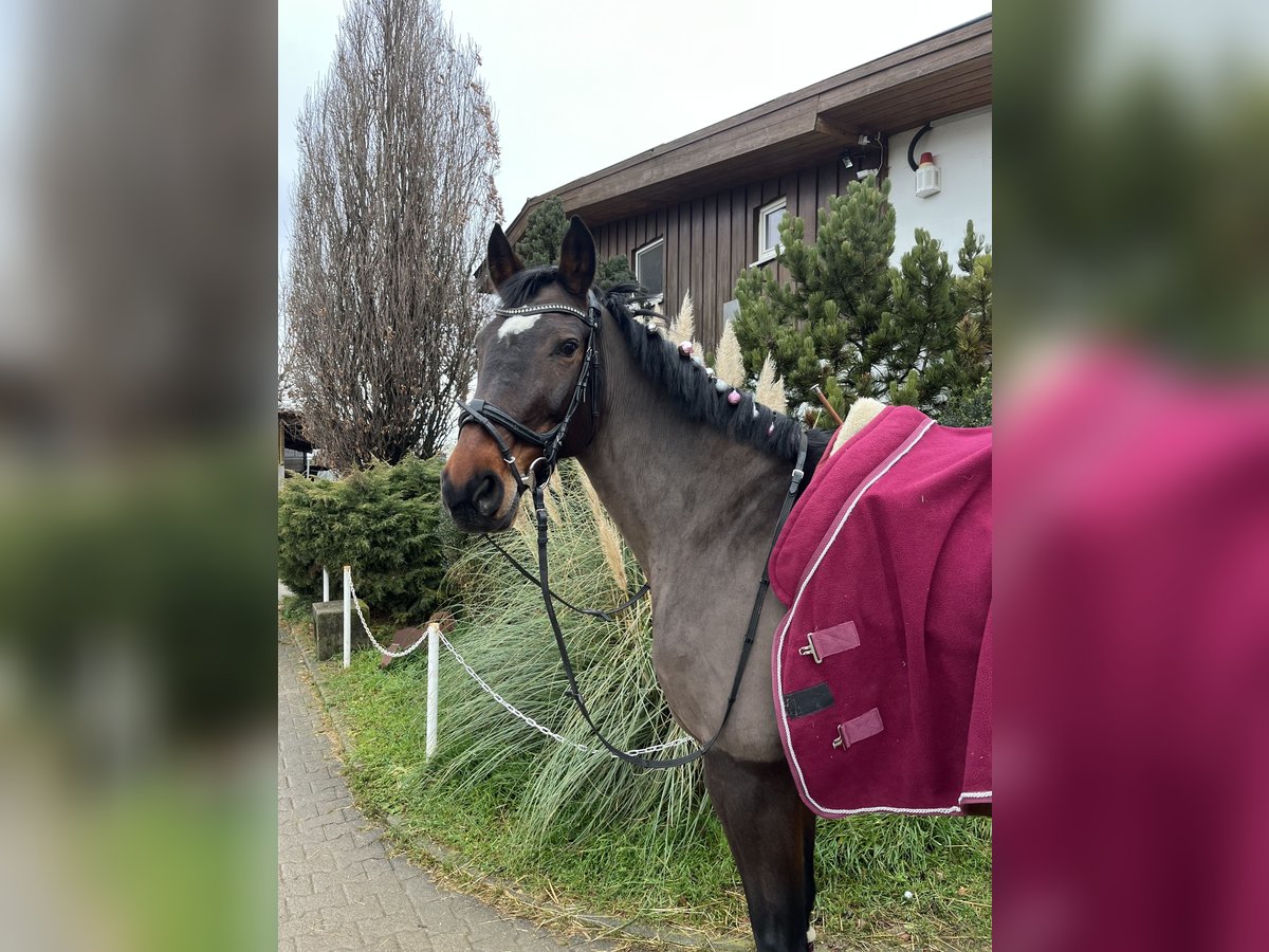 Caballo de Wurtemberg Yegua 17 años 168 cm Castaño oscuro in Schwieberdingen