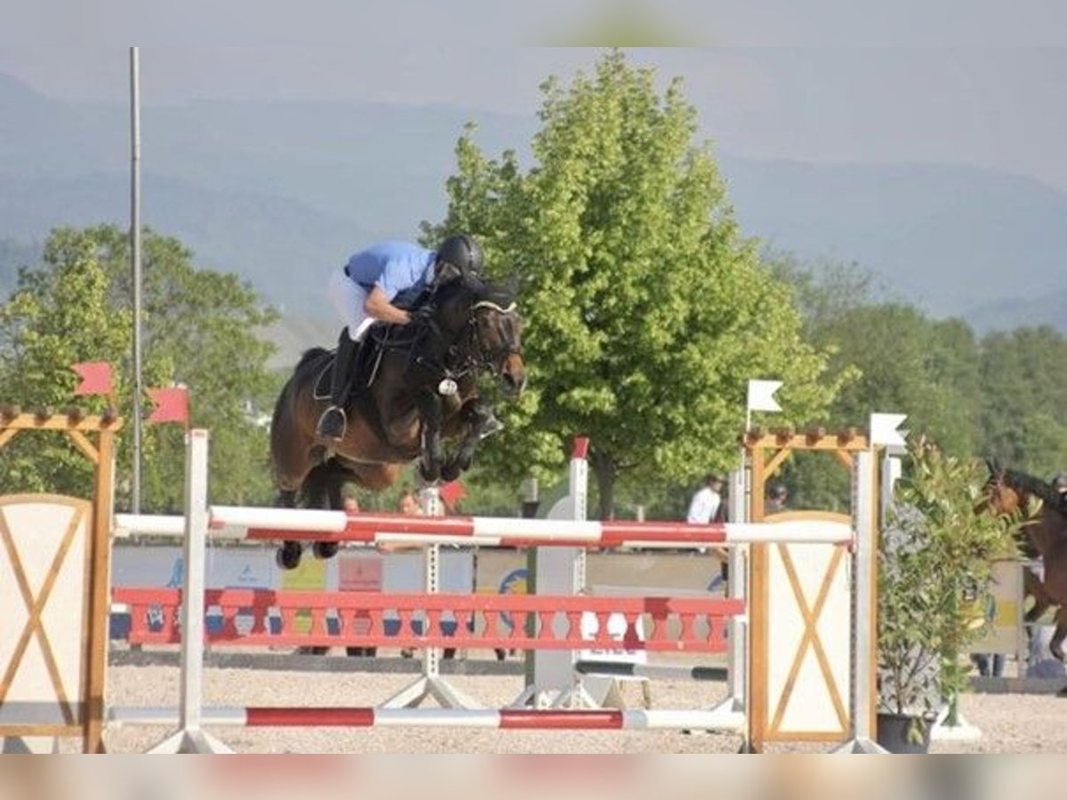 Caballo de Wurtemberg Yegua 18 años 164 cm Castaño oscuro in B&#xFC;hlerzell