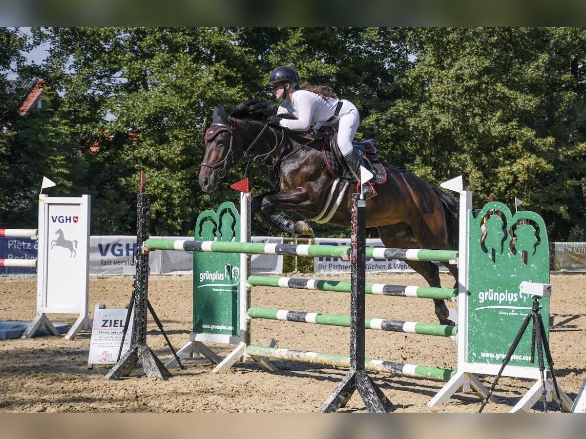 Caballo de Wurtemberg Yegua 18 años 168 cm Castaño oscuro in Freden (Leine)