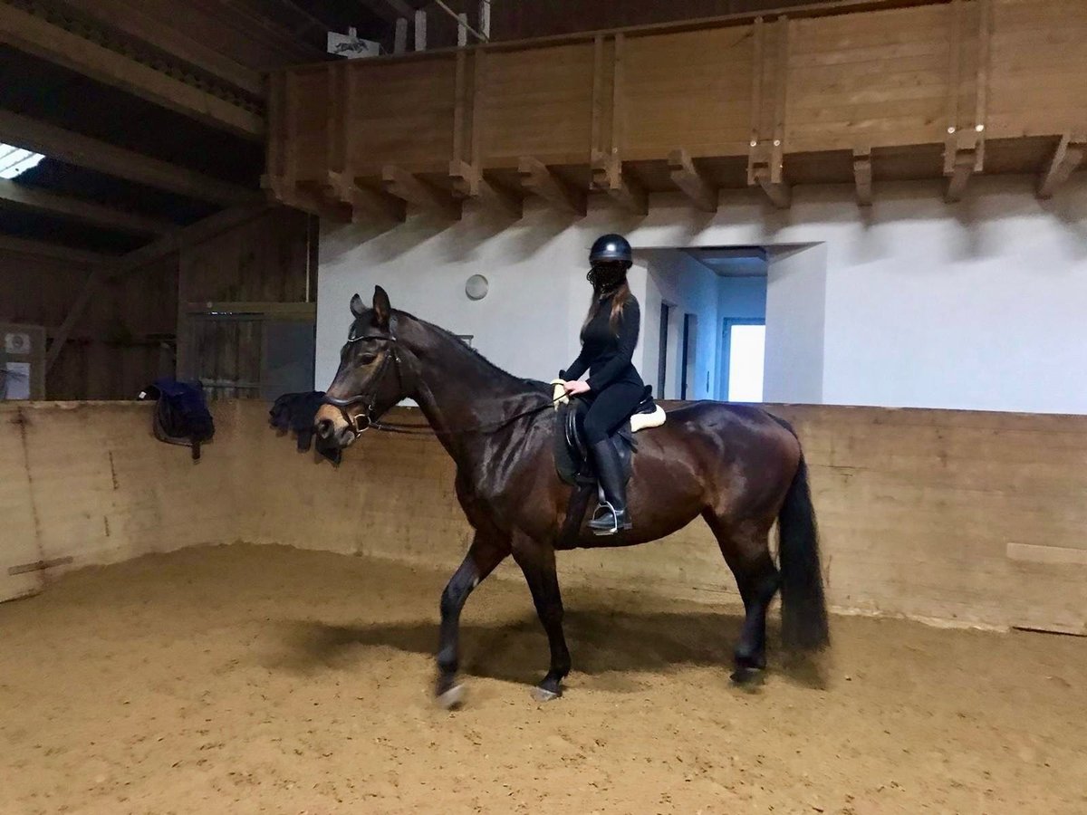 Caballo de Wurtemberg Yegua 20 años 165 cm Castaño oscuro in Essingen