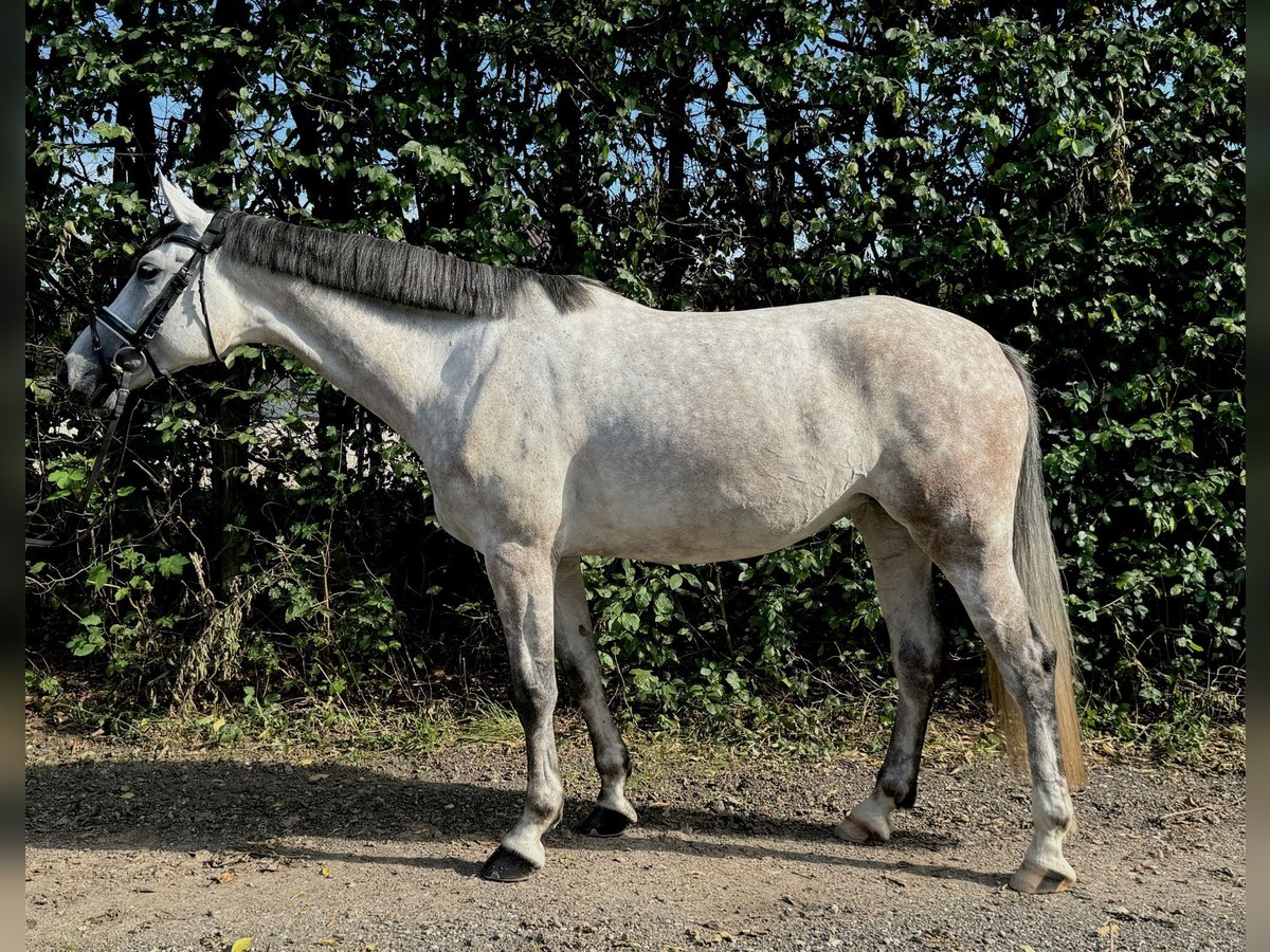 Caballo de Wurtemberg Yegua 5 años 169 cm Tordo in Ulm-Gögglingen