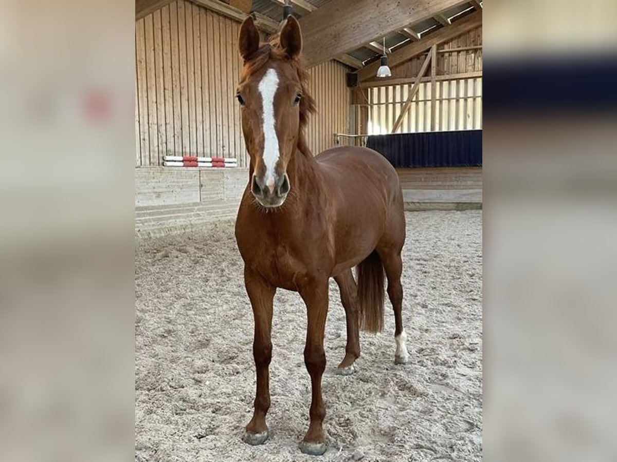 Caballo de Wurtemberg Yegua 5 años 170 cm Alazán in Abstatt