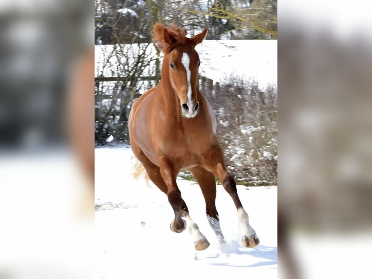 Caballo de Wurtemberg Yegua 6 años 165 cm Alazán in Lohr am Main