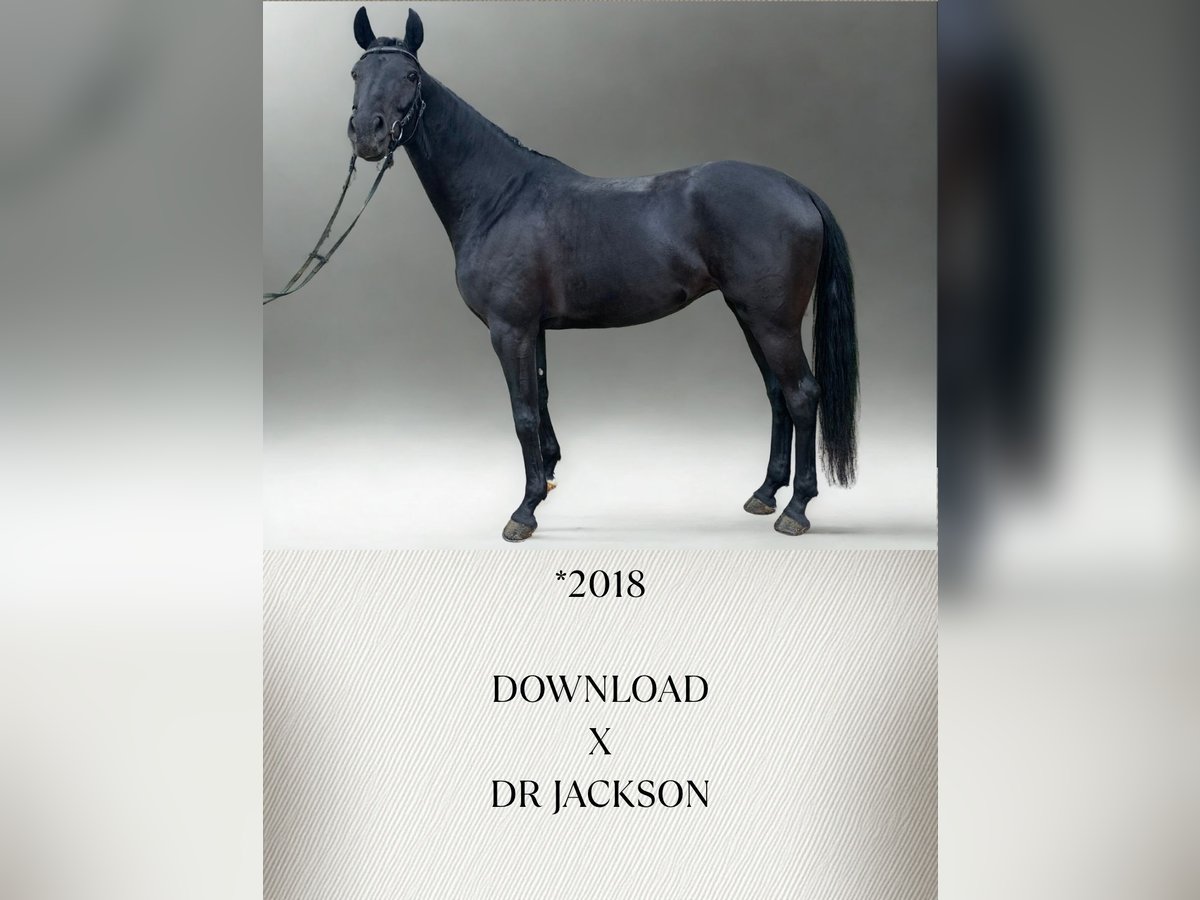 Caballo de Wurtemberg Yegua 7 años 164 cm Negro in G&#xFC;glingen