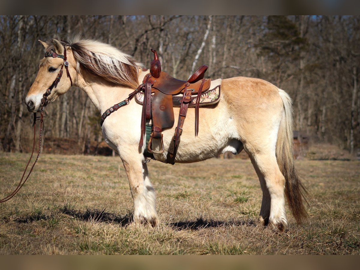 Caballo del fiordo noruego (Fjord) Caballo castrado 13 años 147 cm Buckskin/Bayo in Felmingsburg KY