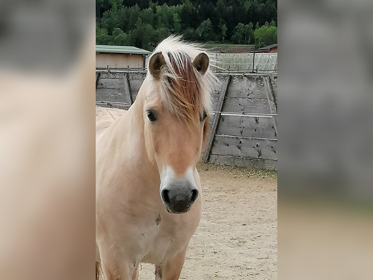 Caballo del fiordo noruego (Fjord) Caballo castrado 14 años 145 cm Bayo in Kematen in Tirol