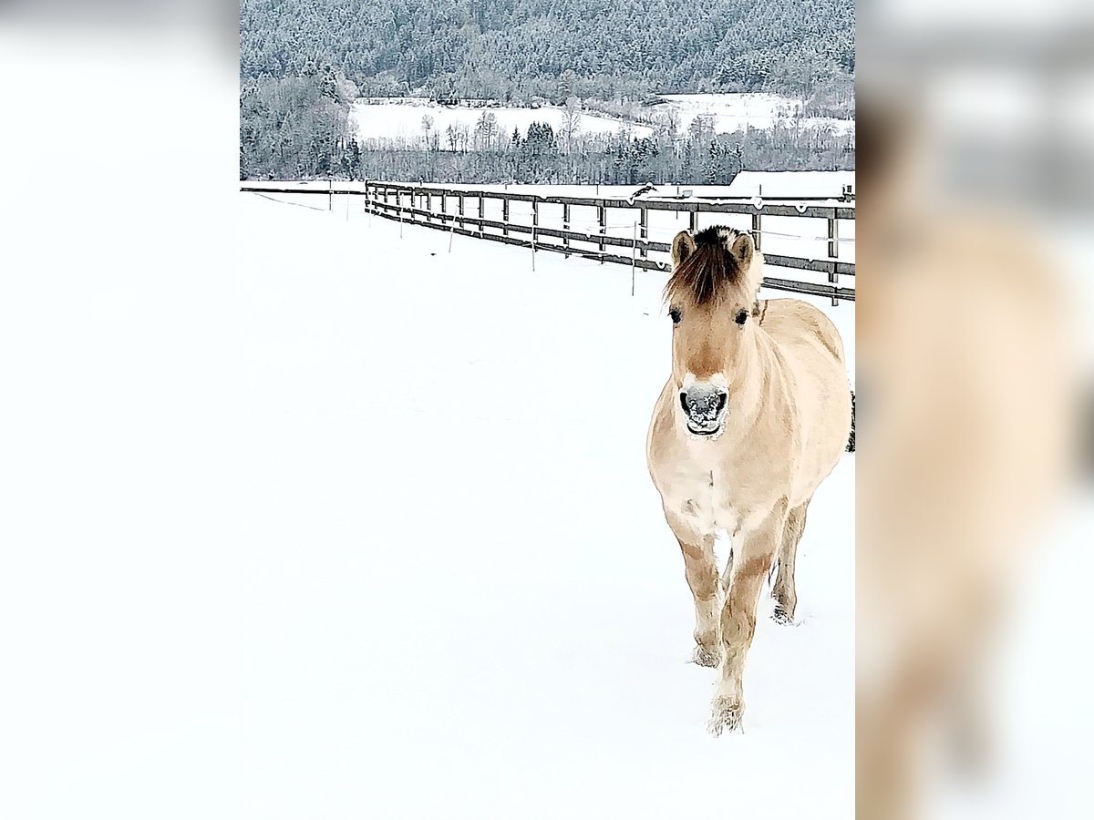 Caballo del fiordo noruego (Fjord) Caballo castrado 14 años 145 cm Bayo in Kematen in Tirol