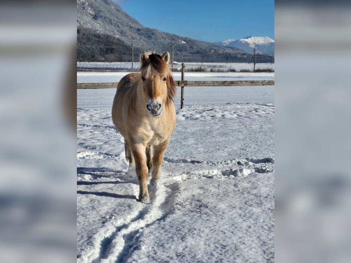 Caballo del fiordo noruego (Fjord) Caballo castrado 15 años 145 cm Bayo in Kematen in Tirol