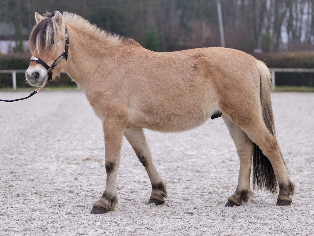 Caballo del fiordo noruego (Fjord) Caballo castrado 3 años 144 cm Buckskin/Bayo in Neustadt (Wied)