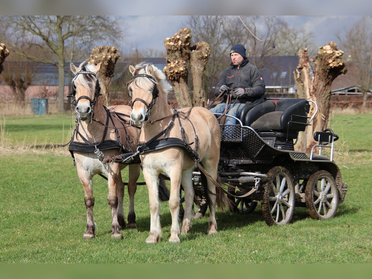 Caballo del fiordo noruego (Fjord) Caballo castrado 3 años 147 cm in Beek en Donk