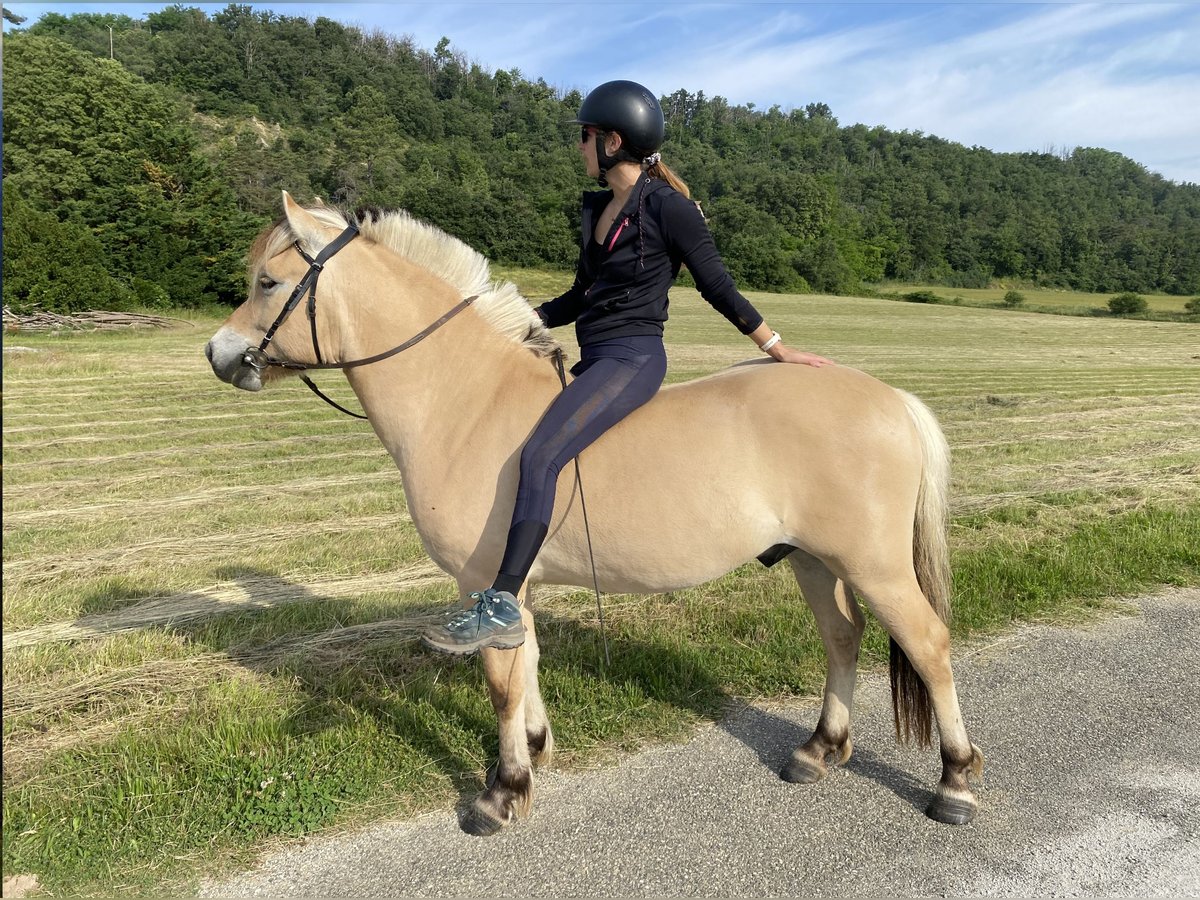 Caballo del fiordo noruego (Fjord) Caballo castrado 4 años 146 cm Bayo in Peyrins