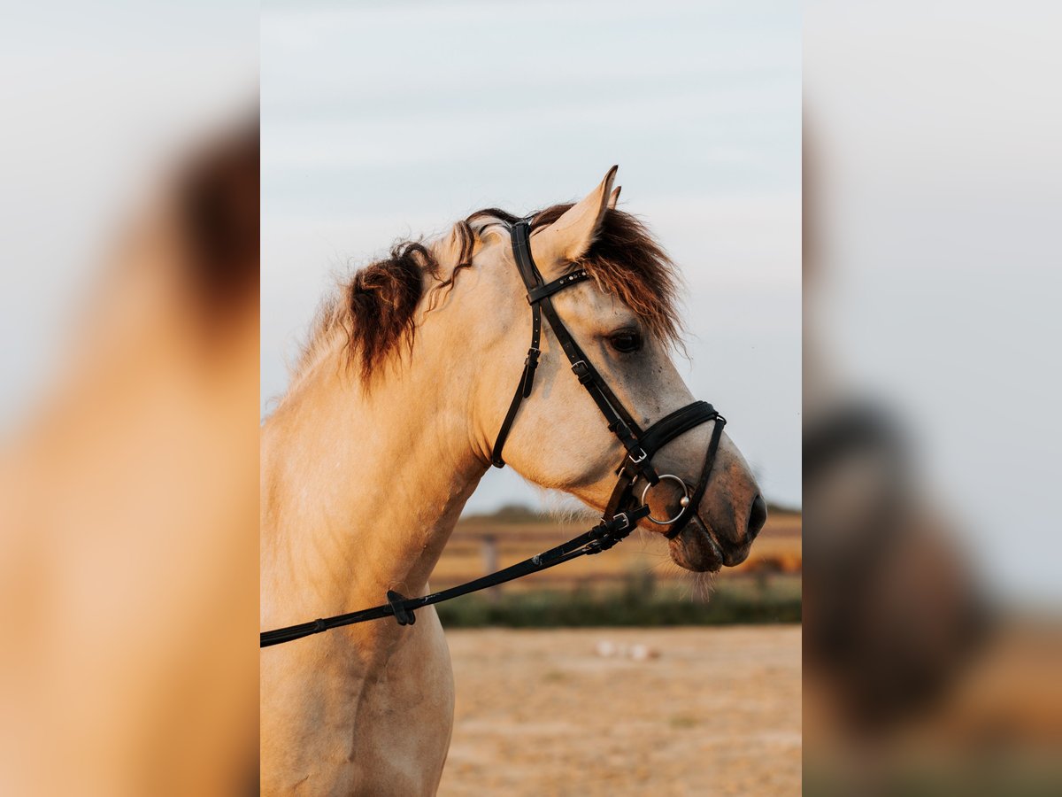 Caballo del fiordo noruego (Fjord) Mestizo Caballo castrado 4 años 153 cm Bayo in Skrzatusz