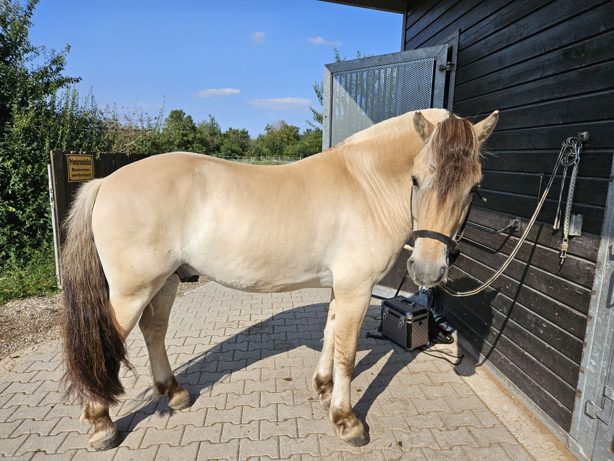 Caballo del fiordo noruego (Fjord) Caballo castrado 5 años 144 cm Bayo in Mannheim