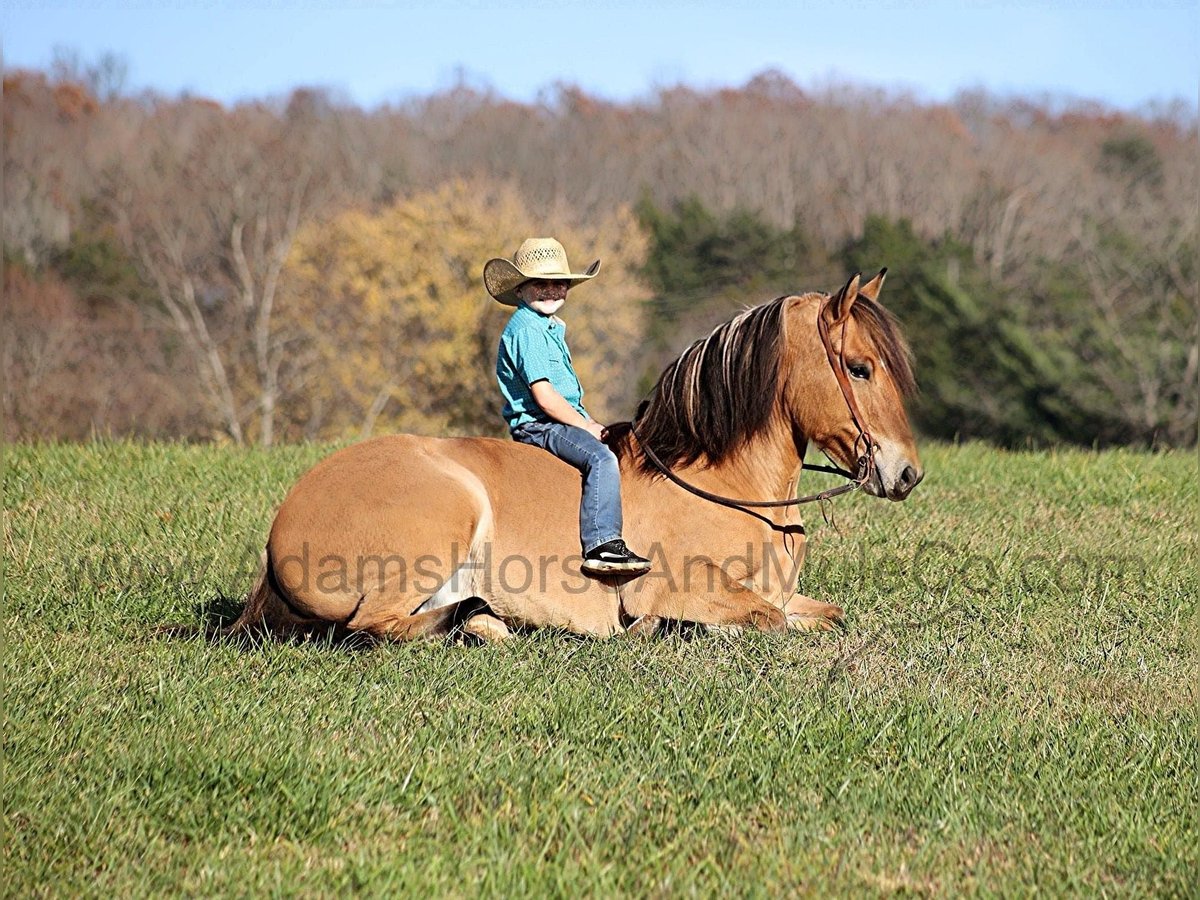 Caballo del fiordo noruego (Fjord) Caballo castrado 5 años 155 cm Buckskin/Bayo in Mount Vernon