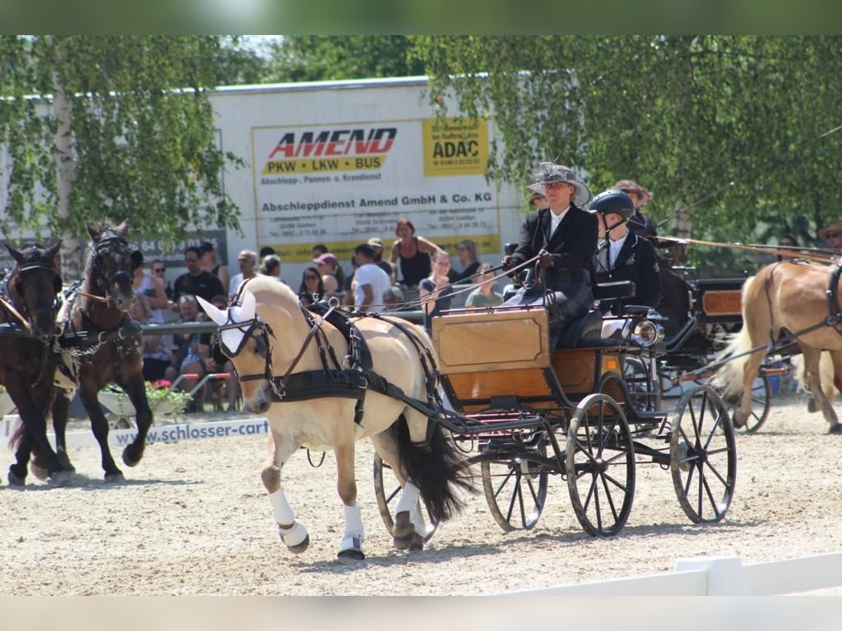 Caballo del fiordo noruego (Fjord) Caballo castrado 7 años 144 cm Bayo in Laubach