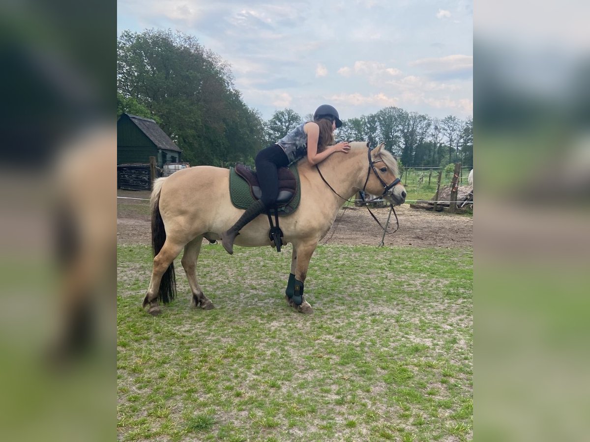 Caballo del fiordo noruego (Fjord) Caballo castrado 8 años 144 cm Dunalino (Cervuno x Palomino) in Nijverdal