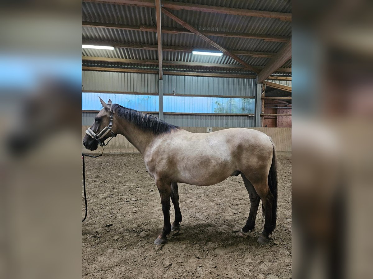 Caballo del fiordo noruego (Fjord) Mestizo Caballo castrado 9 años 155 cm Bayo in Handewitt