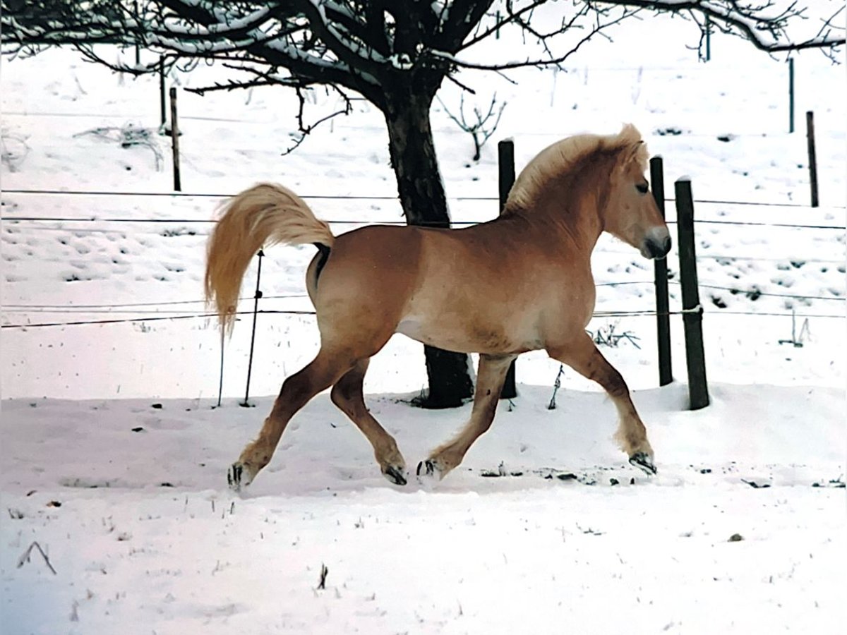 Caballo del fiordo noruego (Fjord) Semental 16 años 145 cm Bayo in Ostfildern