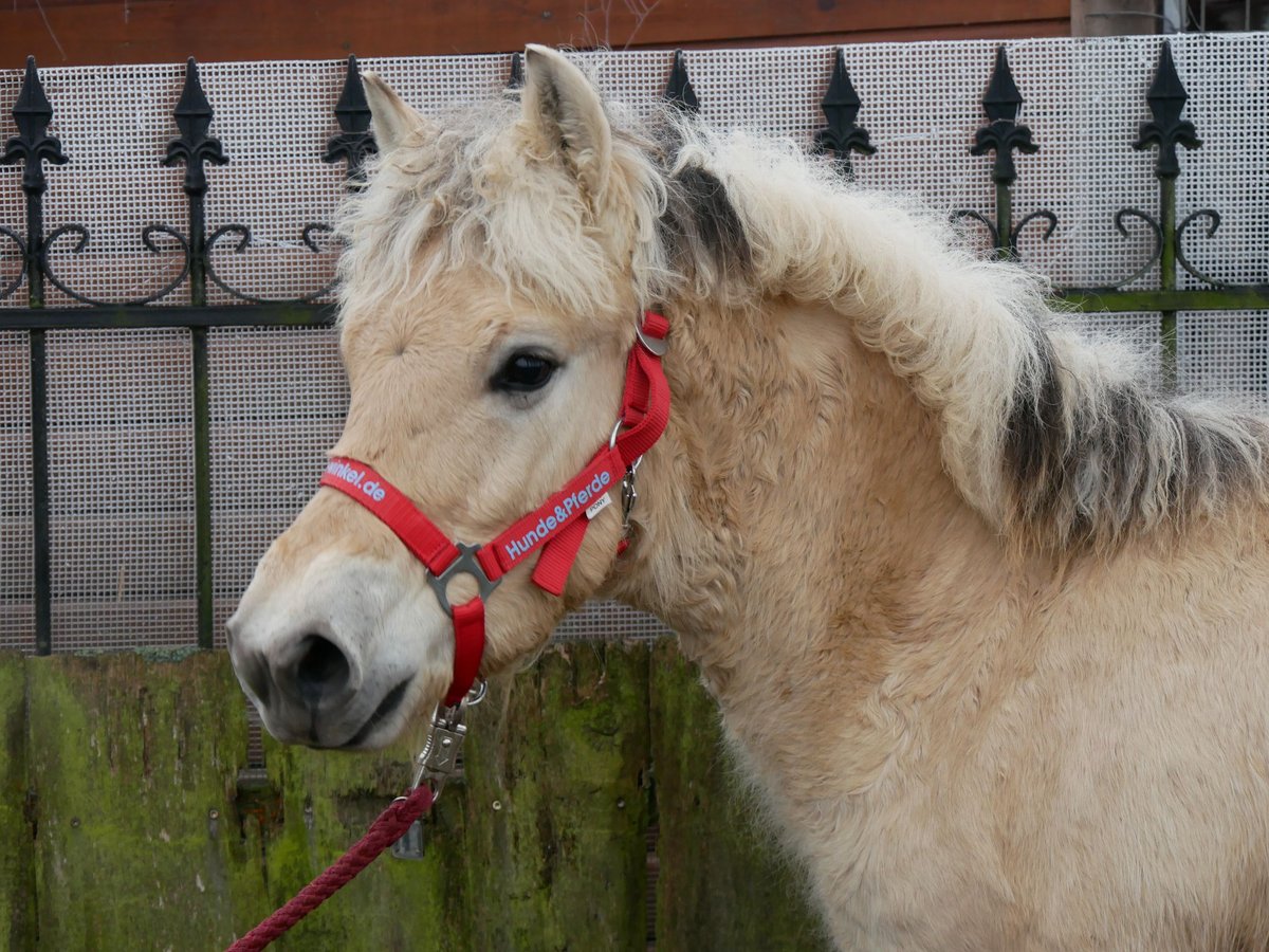 Caballo del fiordo noruego (Fjord) Semental 1 año 118 cm in Dorsten