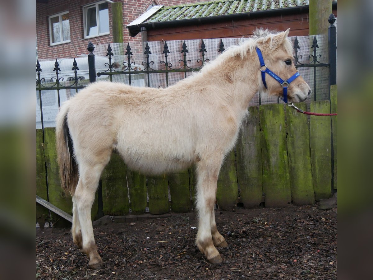 Caballo del fiordo noruego (Fjord) Semental 1 año 121 cm in Dorsten