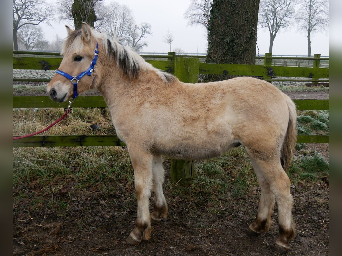 Caballo del fiordo noruego (Fjord) Semental 1 año 124 cm in Dorsten