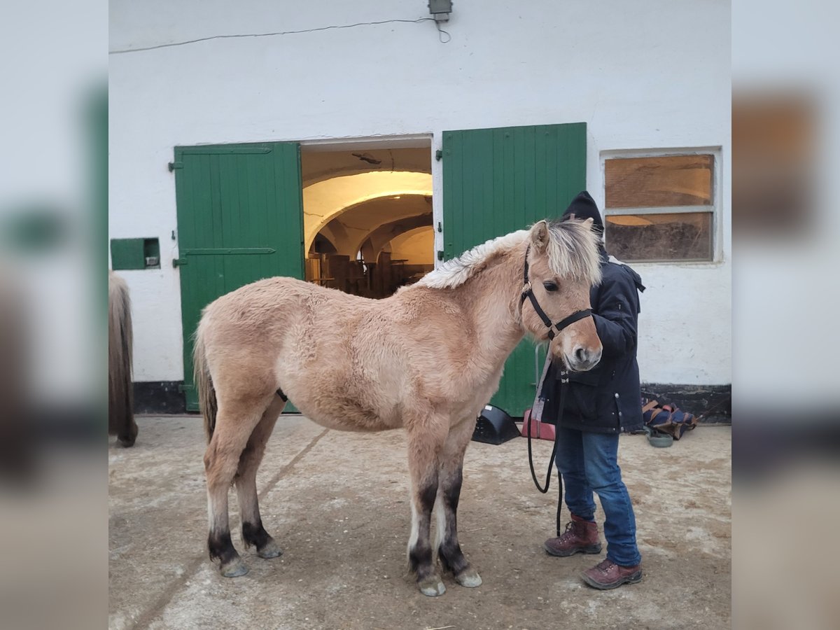 Caballo del fiordo noruego (Fjord) Semental 1 año 145 cm Bayo in Gerolsbach