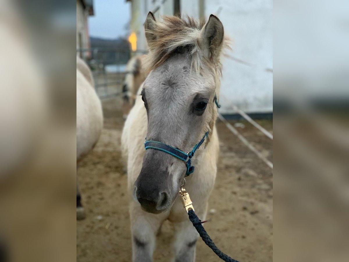 Caballo del fiordo noruego (Fjord) Semental 1 año 147 cm Bayo in Grein