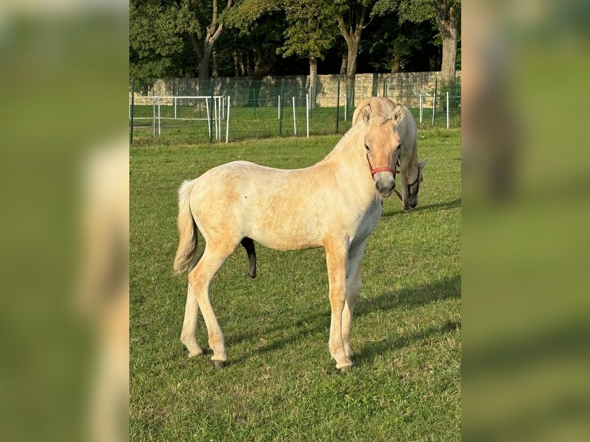 Caballo del fiordo noruego (Fjord) Semental 1 año Bayo in Kamien Slaski